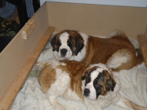 Bomber and Goldie in their whelping box.